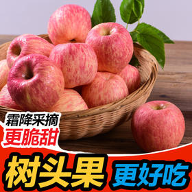 山东烟台栖霞红富士苹果 脆甜带皮吃新鲜苹果 10斤/箱  