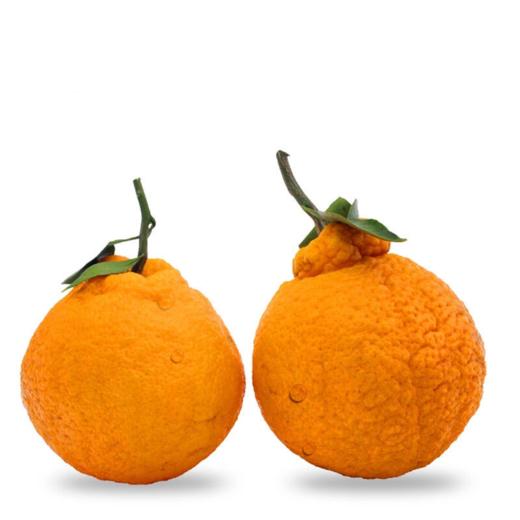 春见耙耙柑4个650g+ 商品图4