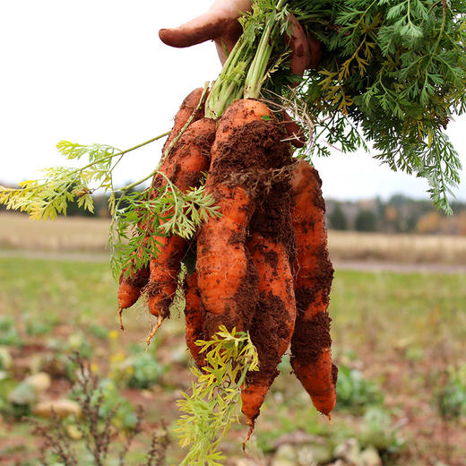 农场自种有机胡萝卜 5斤装 商品图0