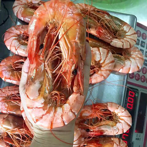 超大野生九节虾(15对)