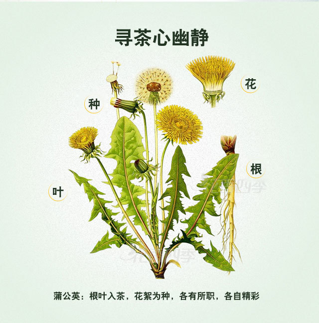 蒲公英根的基本功效