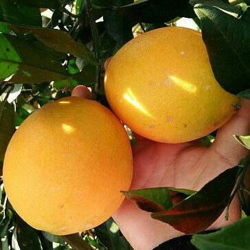 湖南怀化溆浦应季新鲜水果脐橙现卖大果(90)十斤装橙子