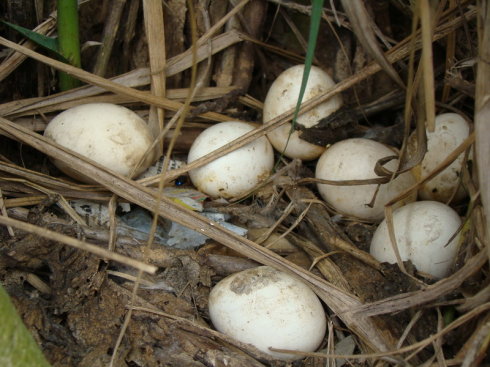 黑凤鸡有机柴鸡蛋