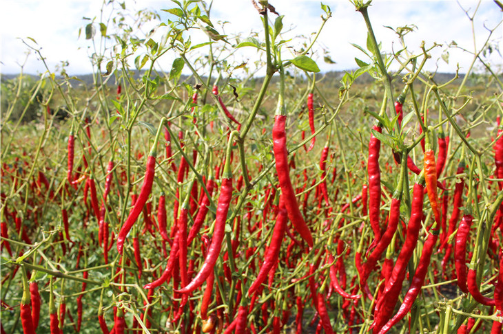 土哆哆云南农家自晒干辣椒200克(中辣型)