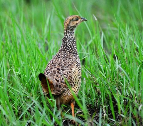 603鹧鸪 鲜活 劏净 1只 商品图0