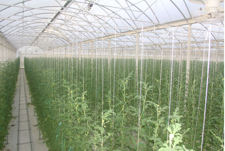 海南陵水美月西瓜 - 丰商城(岭南馆)