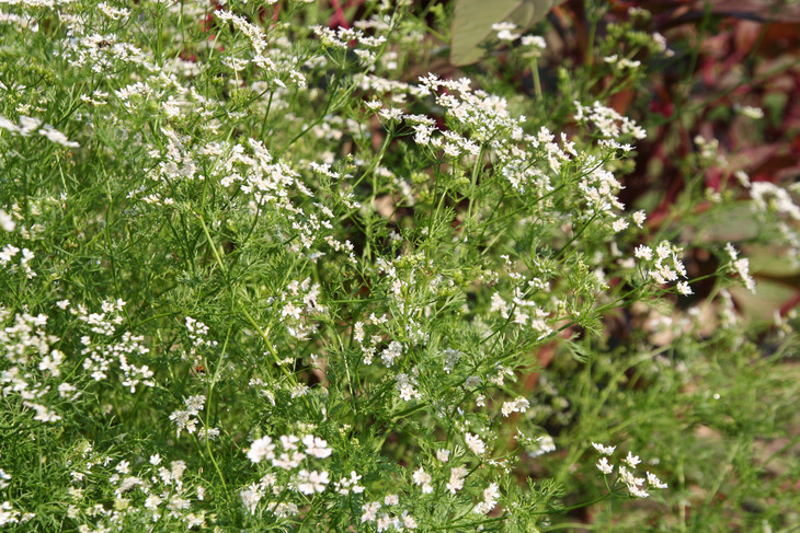 香菜 芫荽叶精油 - 法国农场进口 有机