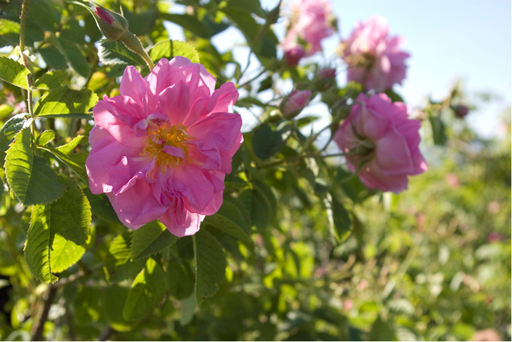 大马士革奥图玫瑰精油 美美美 美白- 进口 有机 保加利亚产 - 小香真