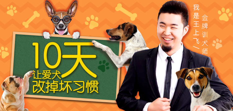 金牌训犬师 帮助改掉狗狗坏习惯