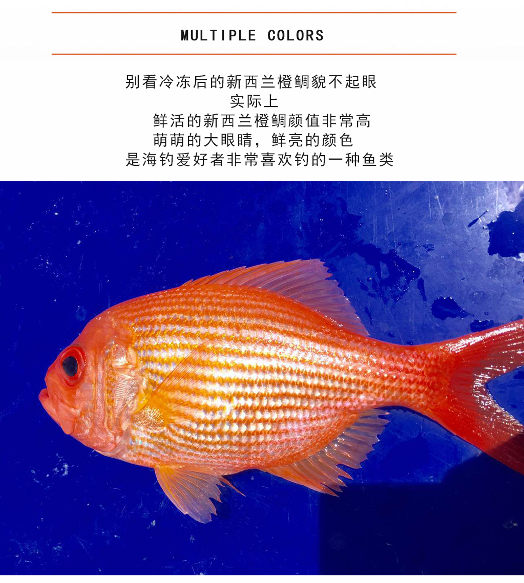 新西兰橙鲷运费顺丰到付