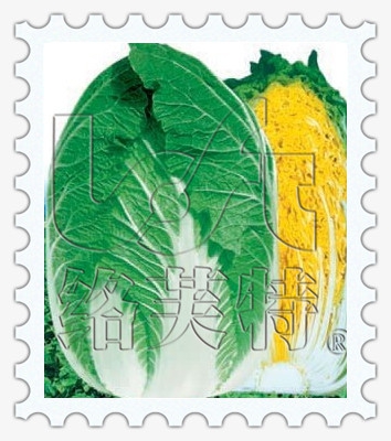 黄娃60 黄芯大白菜籽 韩国特色黄心娃娃菜种抗病高产蔬菜种子10g