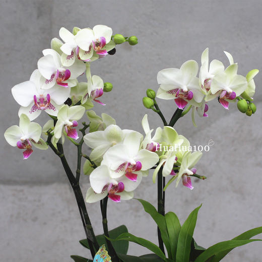 3株蝴蝶兰(白色、浅绿色两色入) 商品图3