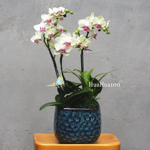 3株蝴蝶兰(白色、浅绿色两色入) 商品图2