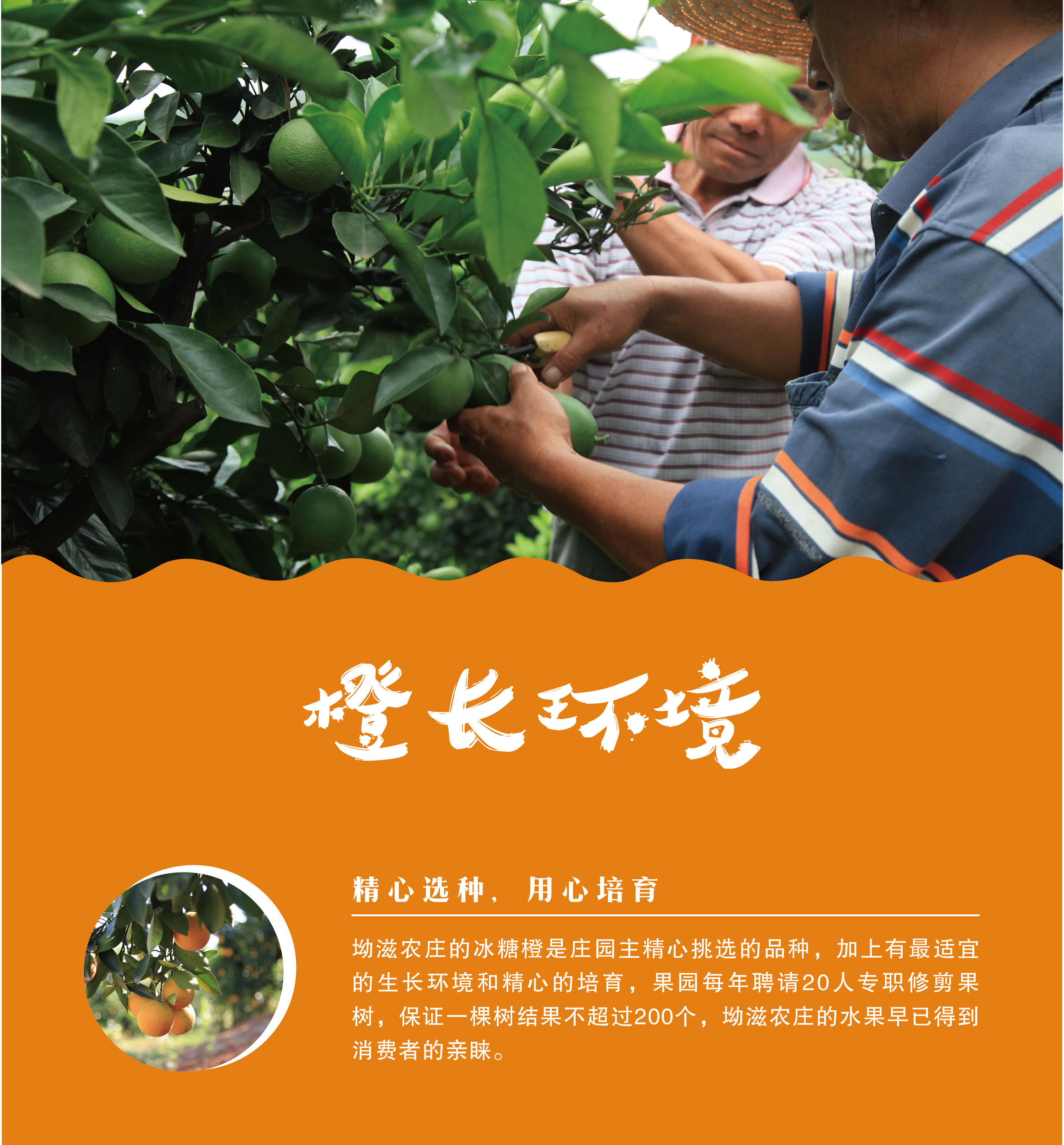 野橙精品装≥3kg 正在预售中