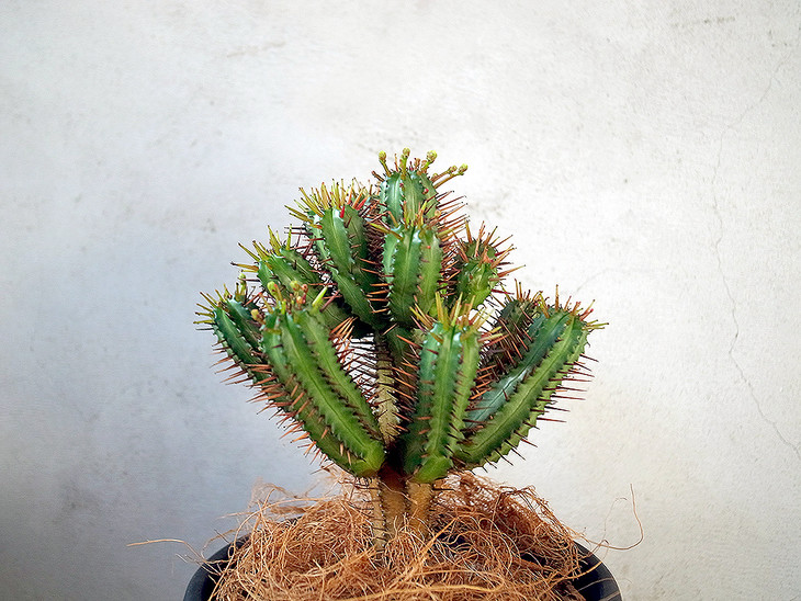 [已售勿拍〕稀有植物 红刺麒麟