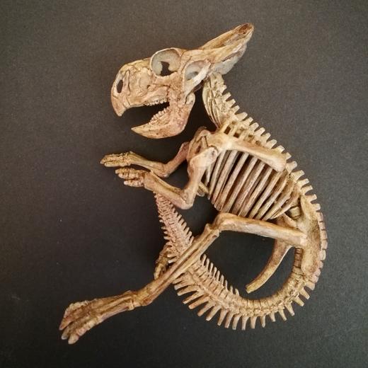 【定制】原角龙 三角龙 恐龙蛋 骨架 模型12CM【菊石制造】 商品图2