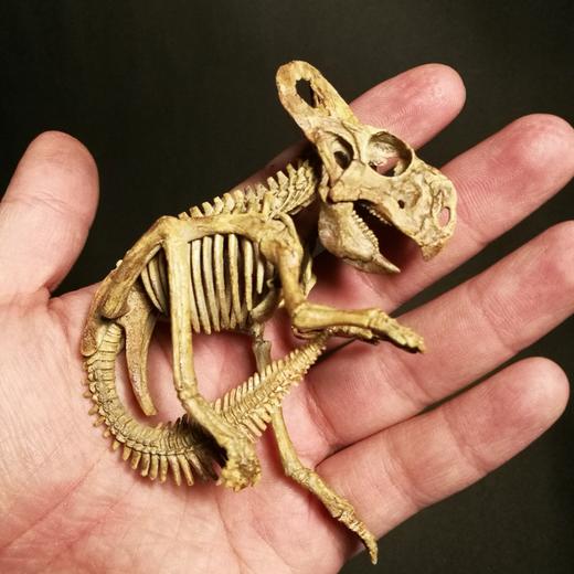 【定制】原角龙 三角龙 恐龙蛋 骨架 模型12CM【菊石制造】 商品图1