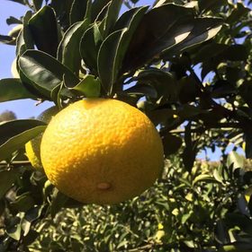 （永久下架）甜橘柚 9斤装