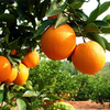 （永久下架）17.8度鲜橙 10斤装 商品缩略图0