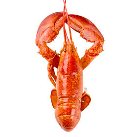 （永久下架）波士顿龙虾
