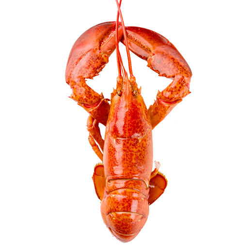 （永久下架）波士顿龙虾 商品图0