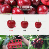（永久下架）智利进口车厘子 商品缩略图0
