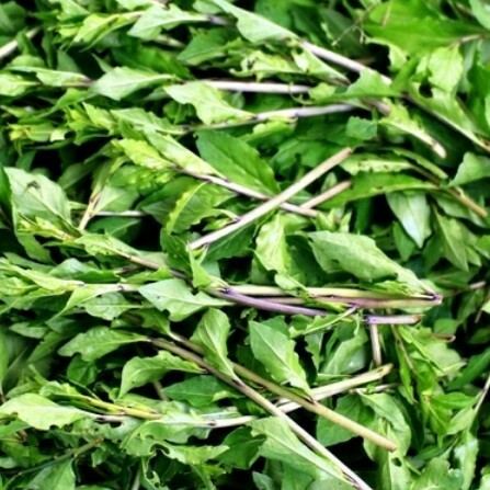 枸杞尖【仅支持二环内商家下单】