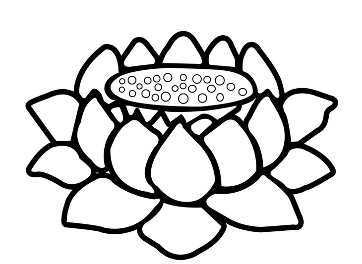 佛教莲花的画法图片