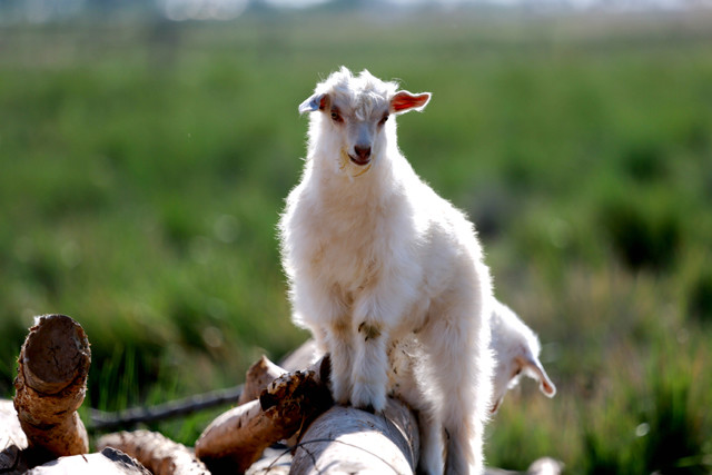 sandriver精选的内蒙古阿拉善羊绒,来自3-12个月的小山羊.