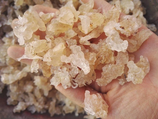 印度人民早在1000多年前就吃起来了,当地人民跋山涉水采摘野生雪燕,献