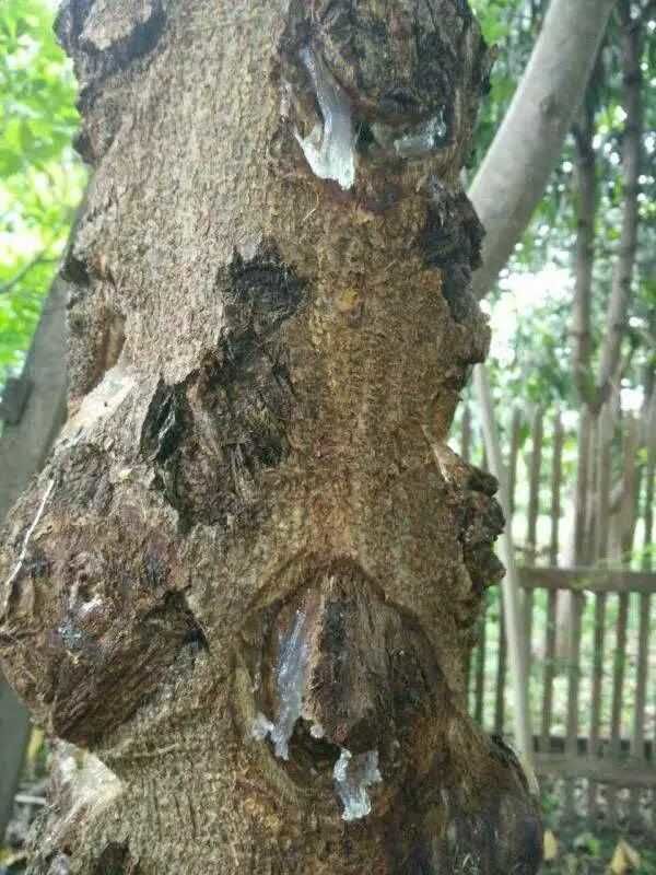 【美容养颜】缅甸拉丝雪燕 胜似燕窝