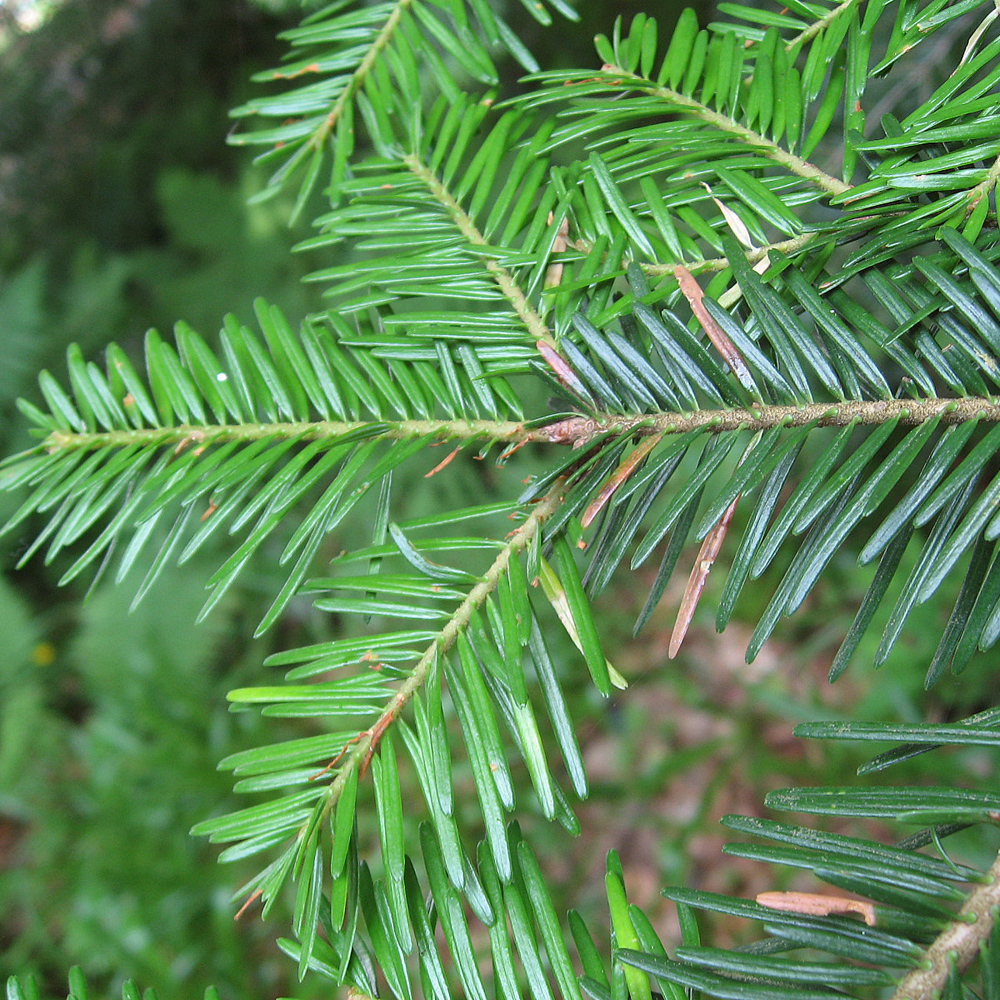 欧洲冷杉精油 法国普罗旺斯农场 进口 有机