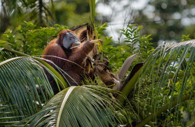 borneo|馬來西亞 婆羅洲月亮船之旅