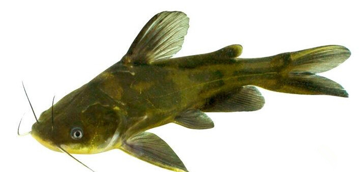 【聚福园】【新春特惠】高淳野生淡水鱼/昂刺鱼39元1斤/大白条39元1斤