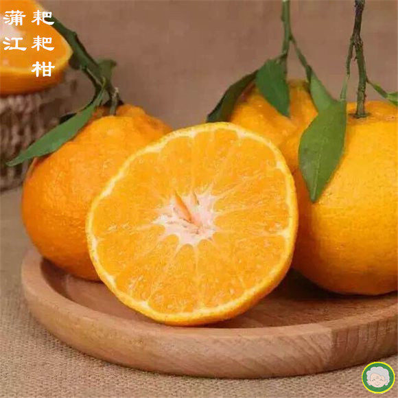 四川蒲江粑粑柑、丑橘(春见)中果(特级果)5斤装