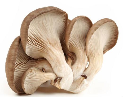 100平菇 150克 商品图0