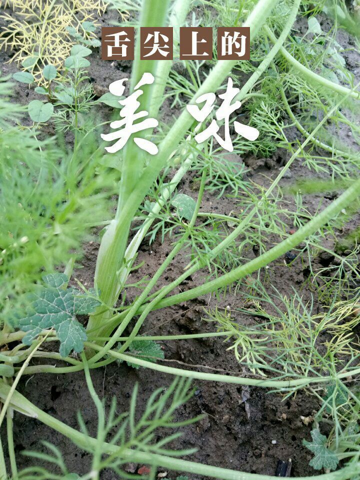 田园1号 北京现摘有机茴香菜500g