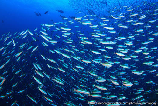 【船宿】印尼科莫多Blue Manta船宿 商品图12