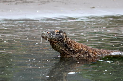 【船宿】印尼科莫多Blue Manta船宿 商品图14