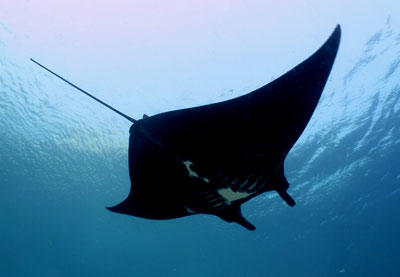 【船宿】印尼科莫多Blue Manta船宿 商品图11