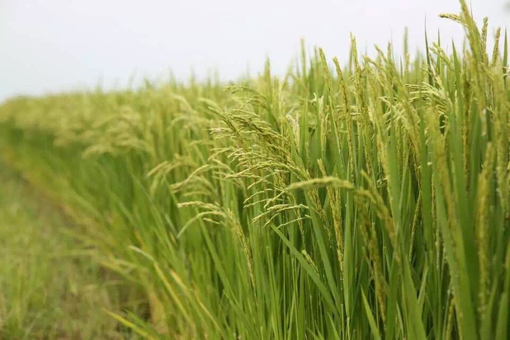 水稻种之即生,生之即茂,是大米生长的天然良田.