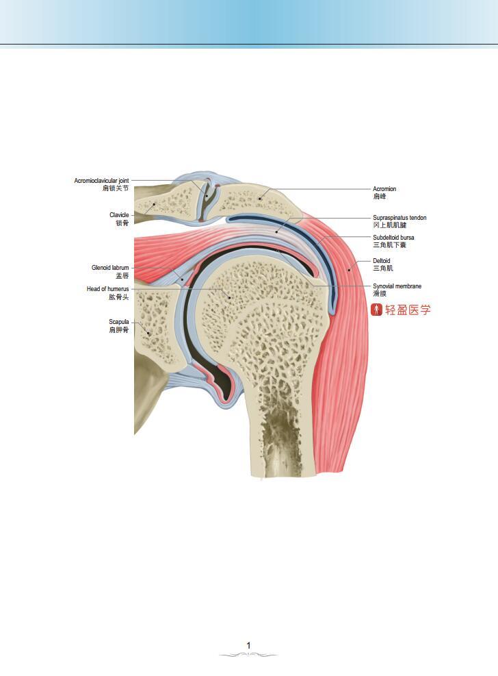 骨关节磁共振影像解剖图谱 [mri atlas of joints] 程晓光,张东坡 编