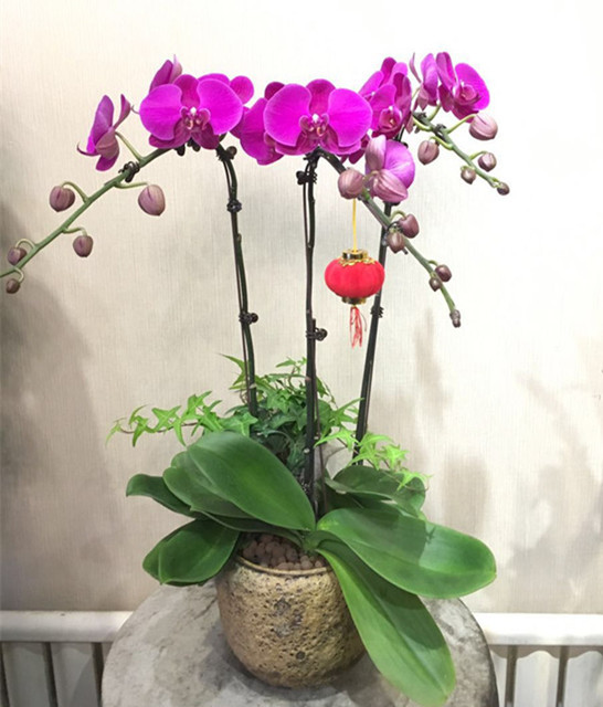 新年活动-蝴蝶兰组合盆栽