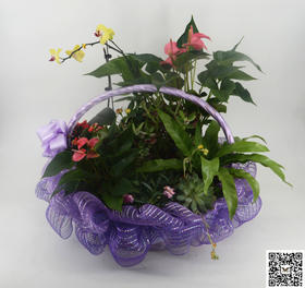 金线网（50CM*7YDS,高品质、大厂货，不包邮）