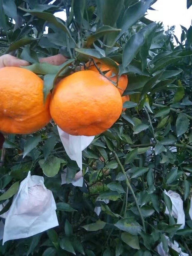 丑橘和春见的区别是什么(春见丑桔口感)