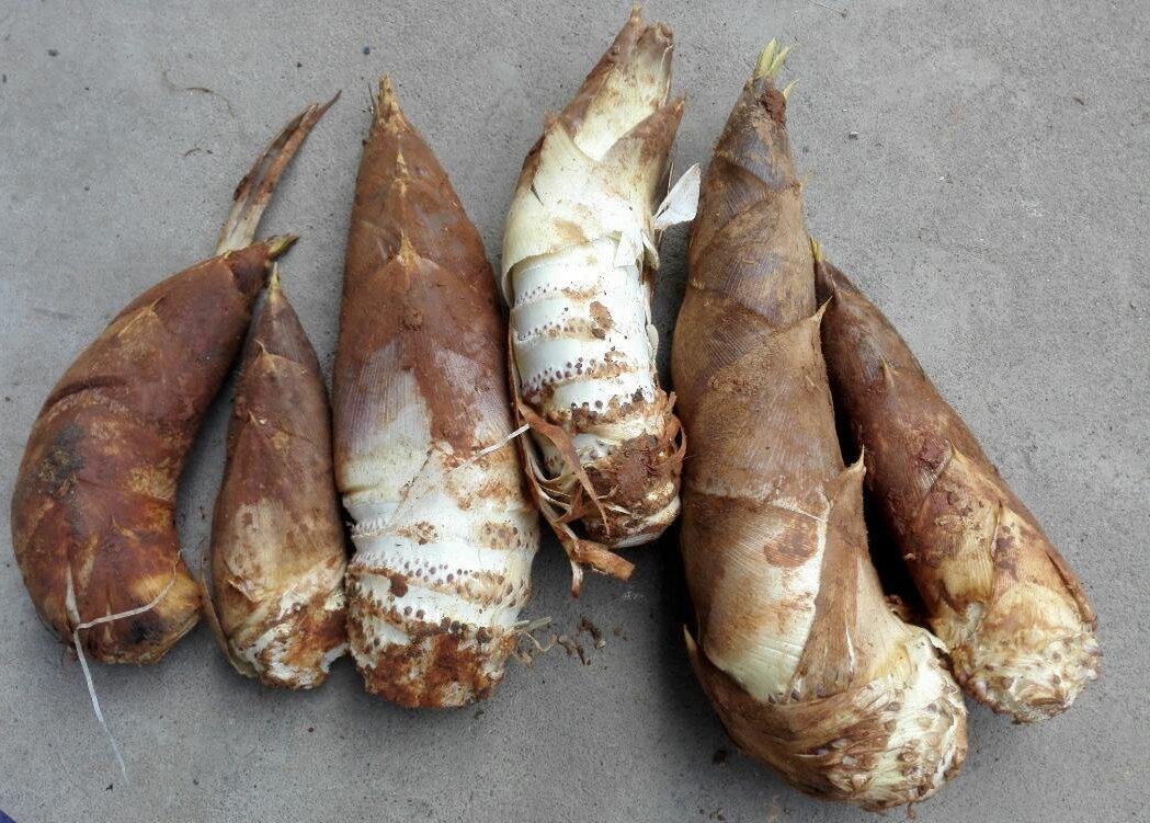 野生冬笋 | 绿乐源有机农场【不发广东省外】