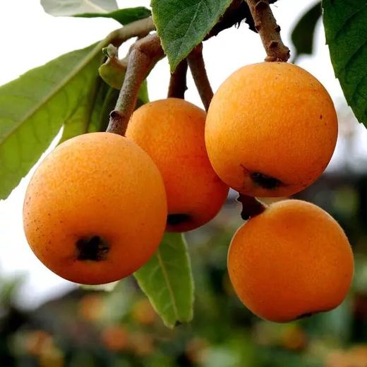 【三潭枇杷·光荣花5斤家庭装】特级大果，现摘现发，顺丰包邮，坏果包赔。皮薄肉厚，汁甜水多，源自百里画廊新安江畔，中国枇杷之乡--深渡·三潭 商品图6