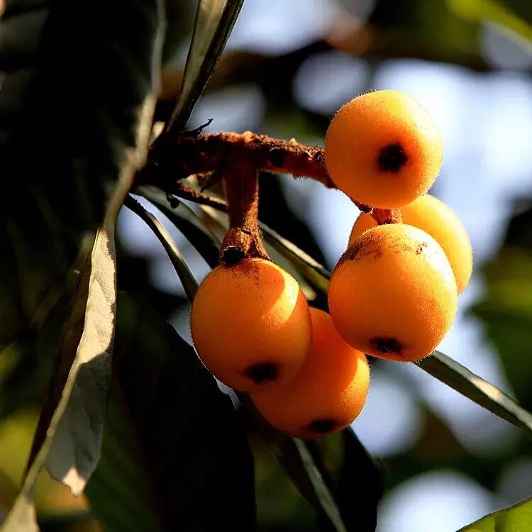 皮薄肉厚,汁甜水多,源自百里画廊新安江畔,中国枇杷之乡--深渡·三潭