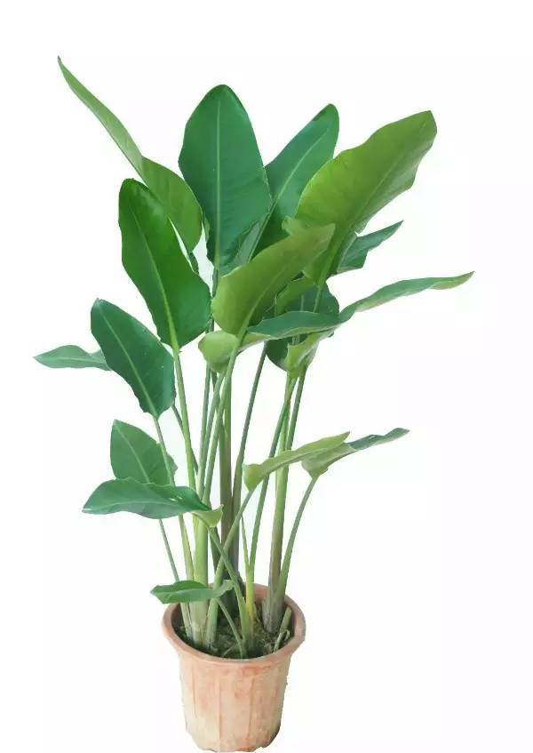 伽罗jalo 尼古拉鹤望兰