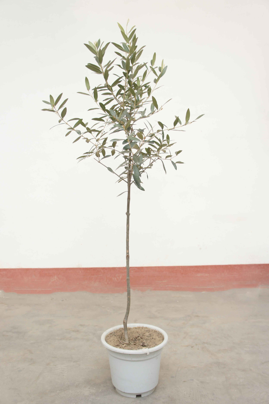 伽罗jalo 橄榄树-小棵